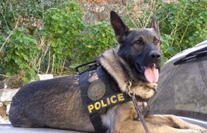 Ο αστυνομικός σκύλος ξετρύπωσε κάνναβη σε σπίτι 34χρονου