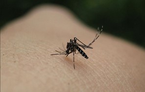 Στη ζώνη υψηλού κινδύνου για… ελονοσία 13 περιοχές των Τρικάλων 