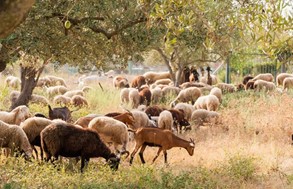 Θεσσαλοί κτηνοτρόφοι: Εξαγωγές και έλλειψη απογειώνουν την τιμή στο κατσικάκι