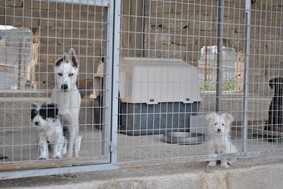 Eπιταχύνονται οι διαδικασίες για το κυνοκομείο στη Φαρκαδόνα 