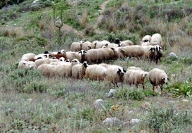 4 ευρώ το κιλό η τιμή αμνοεριφίων, συνδεδεμένη και μπλόκο εισαγωγών ζητούν οι Θεσσαλοί κτηνοτρόφοι