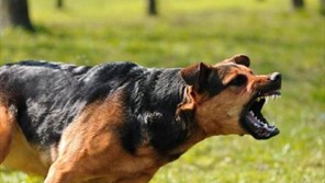 Πύλη: Νέα επίθεση αγέλης σκύλων σε γυναίκα στον Αγ. Βησσαρίωνα