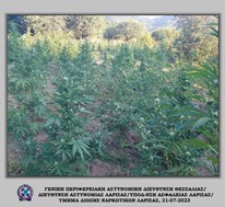Συλλήψεις στη Λάρισα για μεγάλη χασισοφυτεία - Πάνω από 10 εκατ. ευρώ τα κέρδη