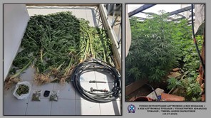 Μετέωρα: O αστυνομικός σκύλος εντόπισε 74 δενδρύλλια κάνναβης - Δύο συλλήψεις 