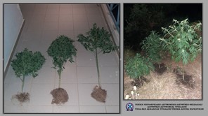 Kαλλιεργούσε δενδρύλλια κάνναβης σε περιοχή της Πύλης - 4 συλλήψεις στα Τρίκαλα 