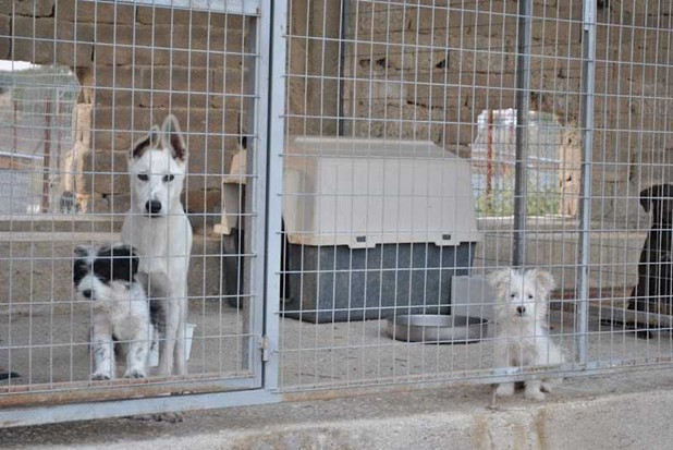 Eπιταχύνονται οι διαδικασίες για το κυνοκομείο στη Φαρκαδόνα 